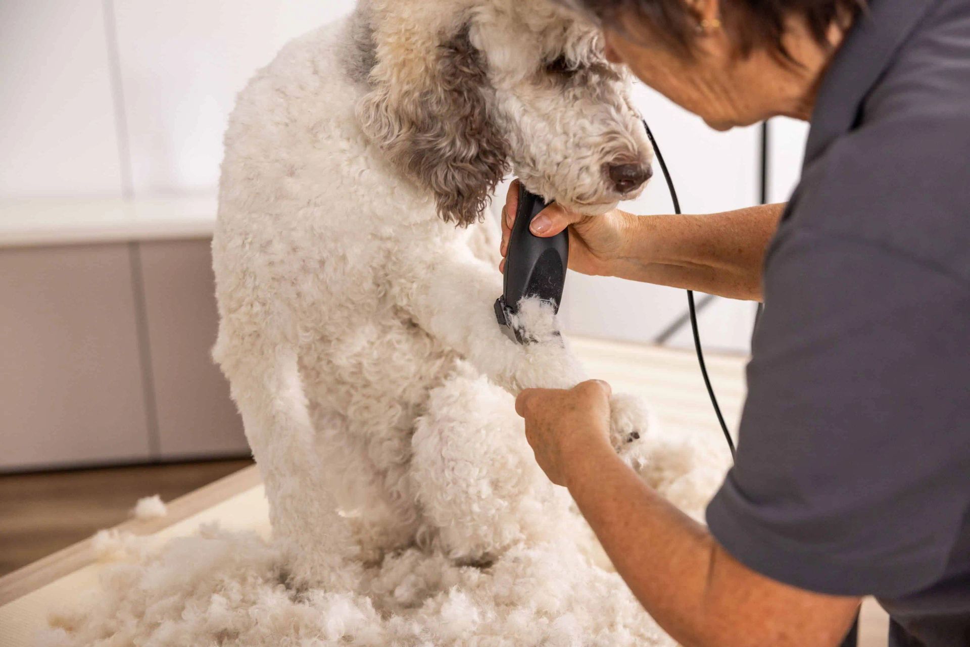 Hund wird mit einer Schermaschine am Fell geschoren, abgeschorenes Fell liegt darunter