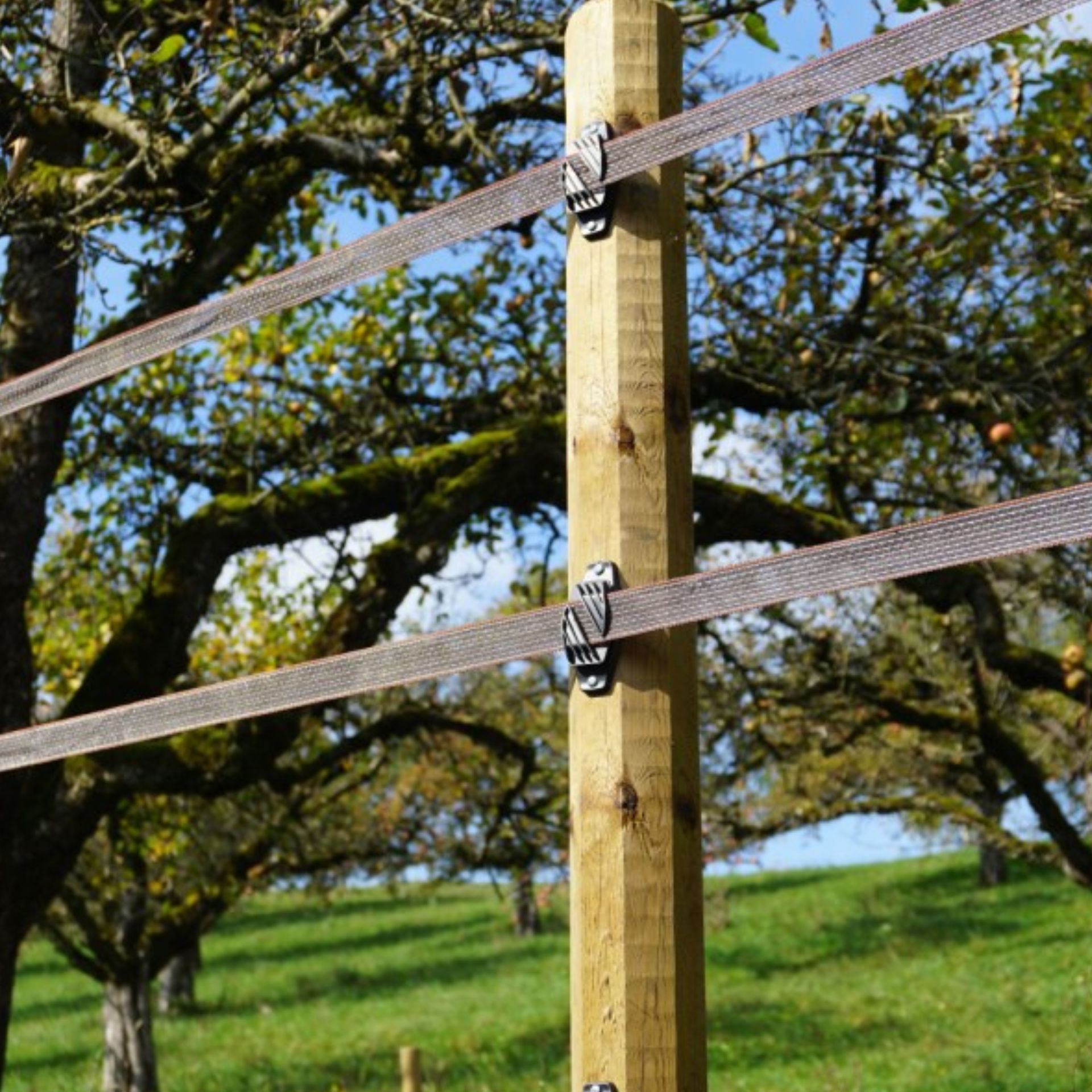 Holzpfosten mit mehreren Litzen fuer Weidezaun vor Wiese und Baeumen
