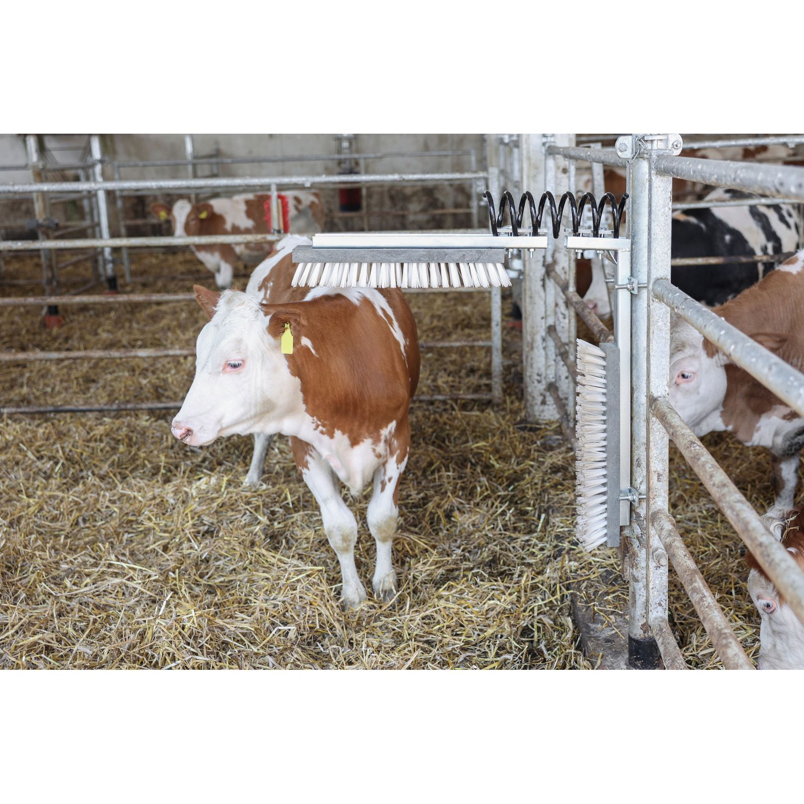 Kerbl Kuhbürste Texas, Viehbürste mit Feder für Rinder und Pferde