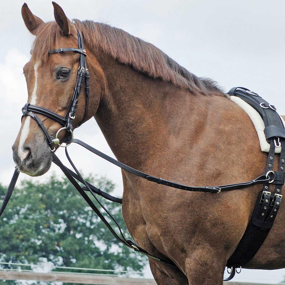 BUSSE háromszög gyeplő BASIC tüdőzéshez, bőr, állítható szárak, Pony