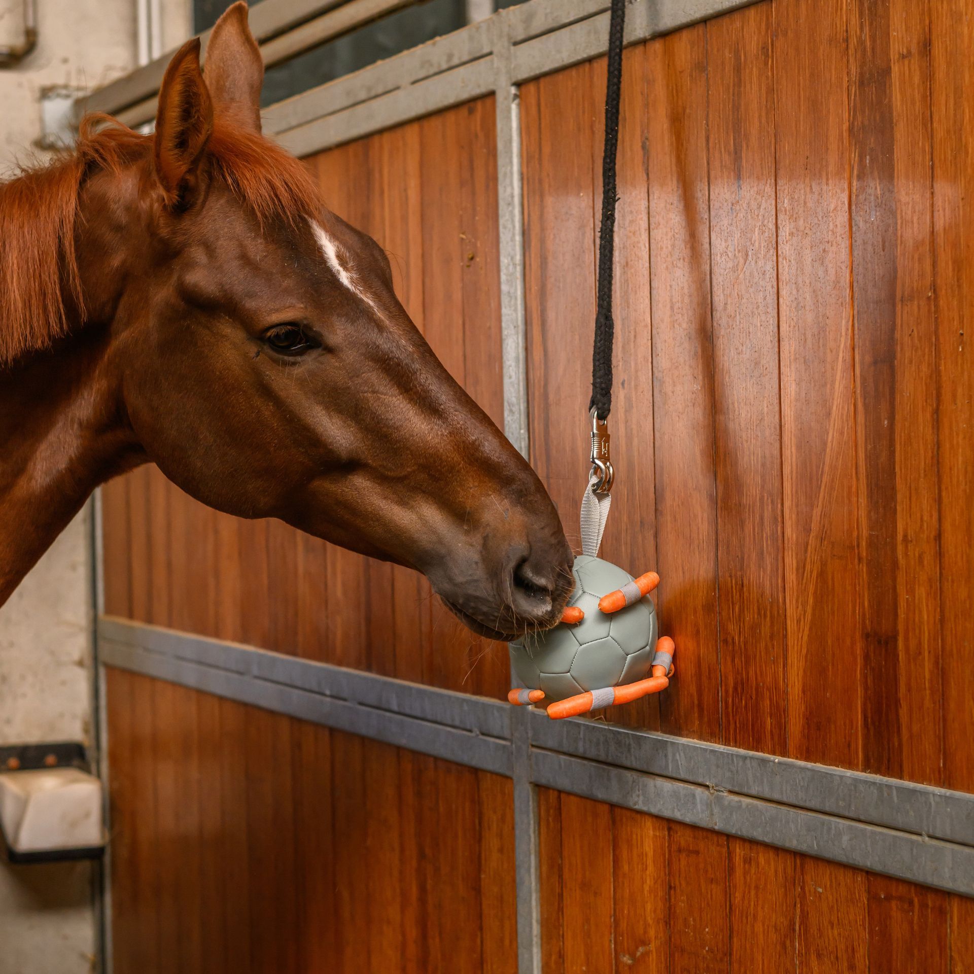 horse, equestrian, stable, bitless toy, hobble?