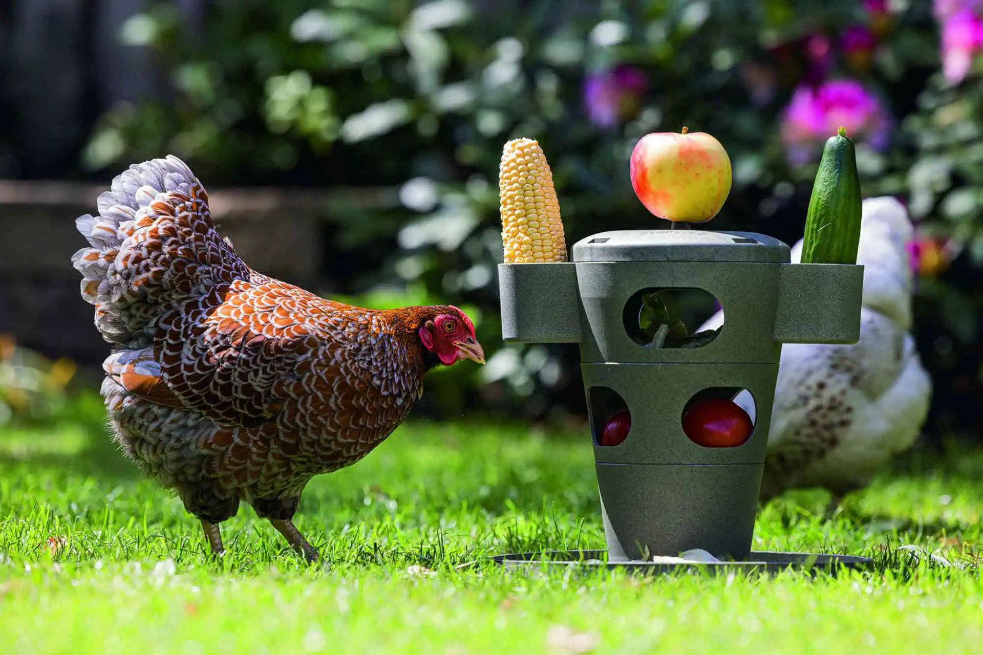 Tour de Snacks pour Poules de Beeztees, en utilisation, au pré