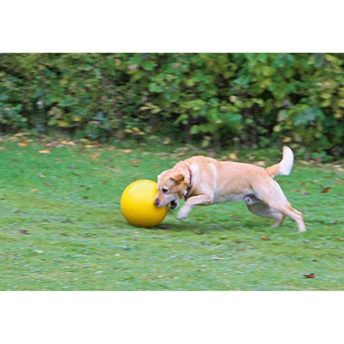 Kerbl Balle de troupeau pour chien Ø 30 cm, résistante aux morsures, en utilisation