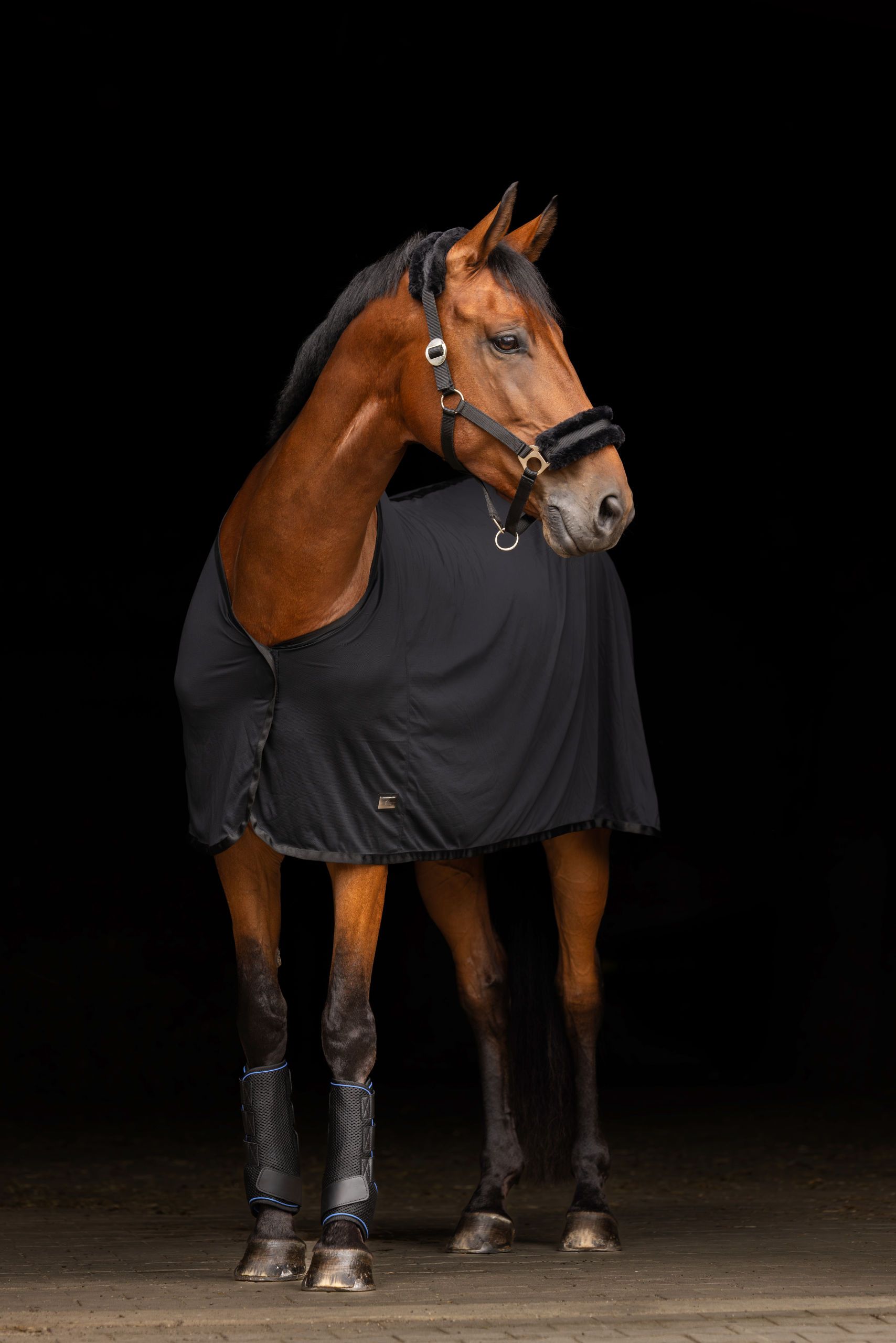 horse, blanket, halters, leg wraps, brown