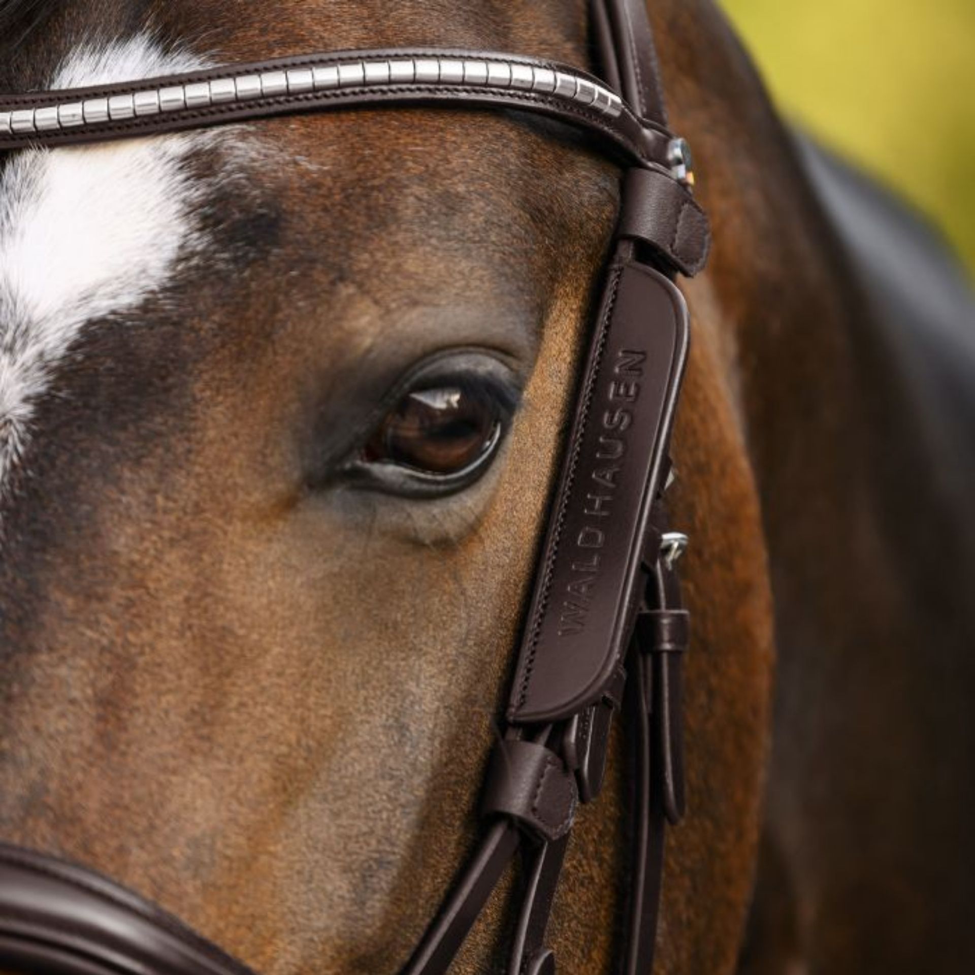 Waldhausen Œillères pour chevaux, petites, cuir avec fermeture velcro, en utilisation