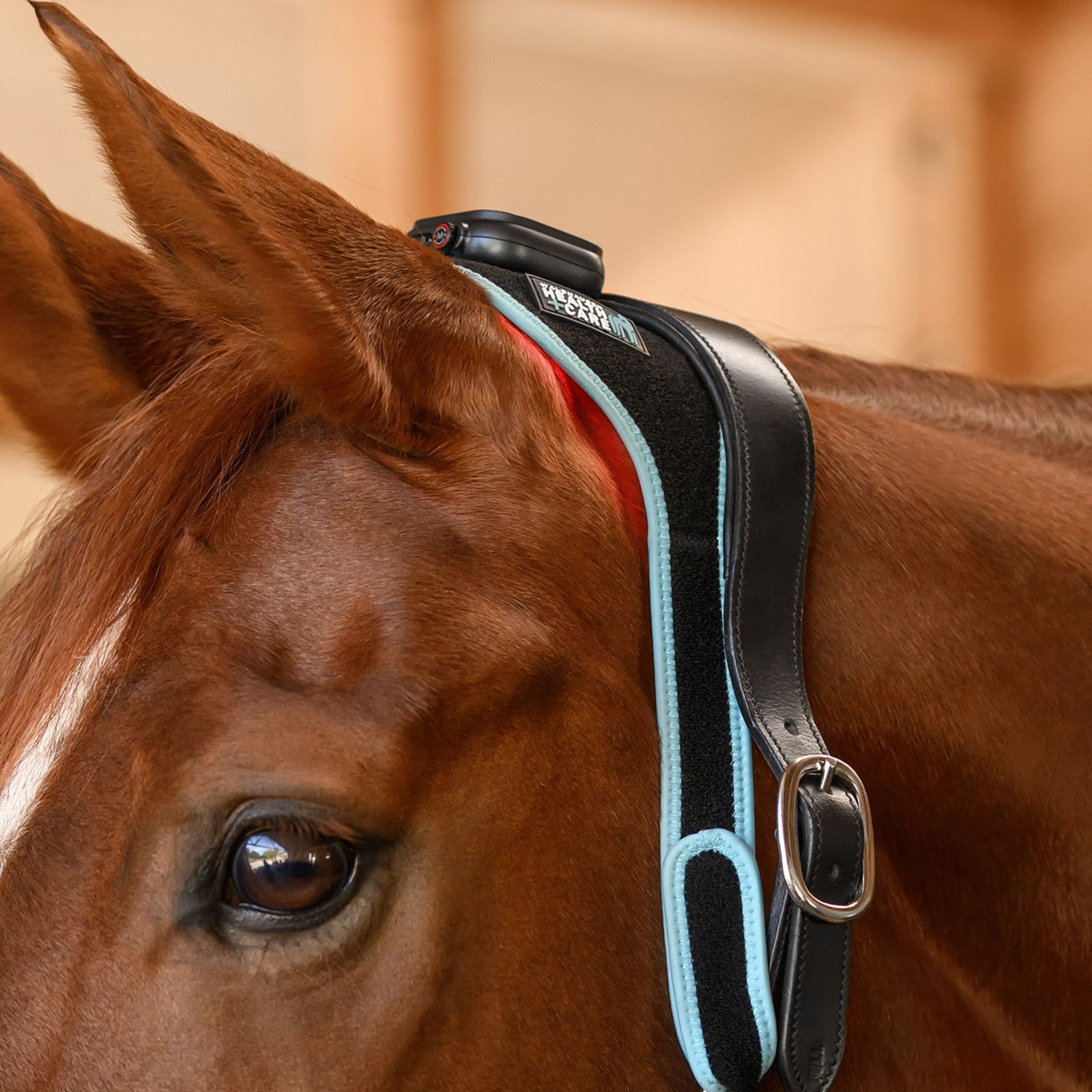 pferd, halfter, halsband, schnalle, blaues trim