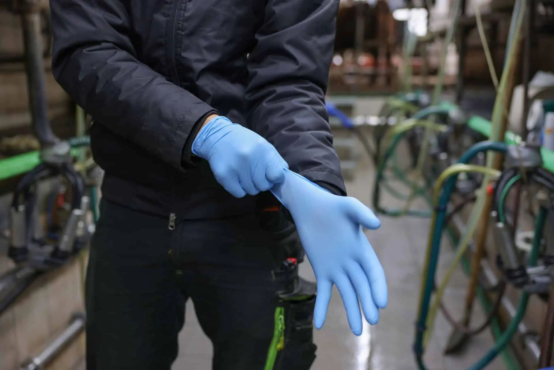 Person putting on a light blue disposable glove in the cowshed