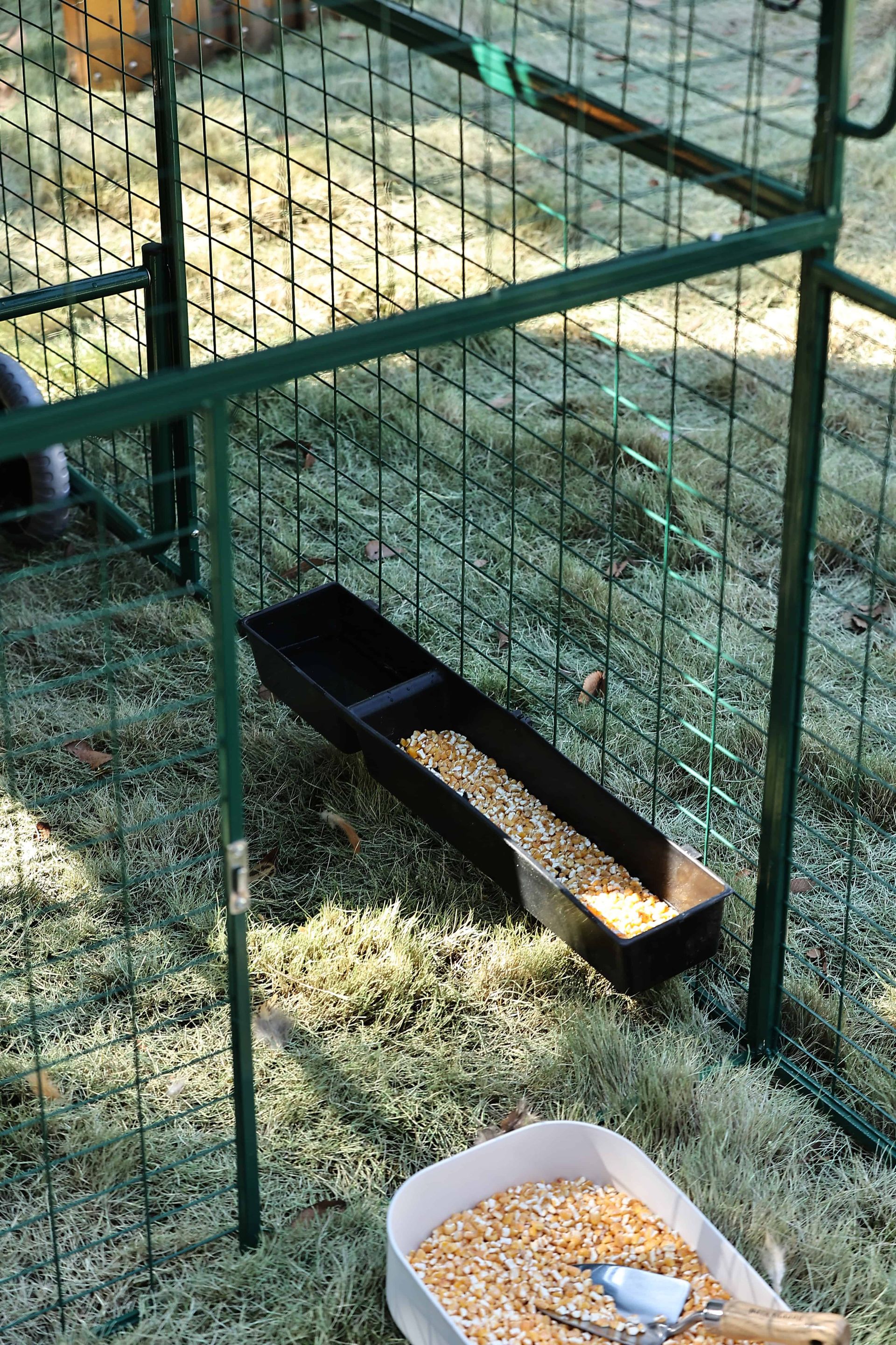 Mangeoire avec grains de maïs dans un enclos vert au jardin