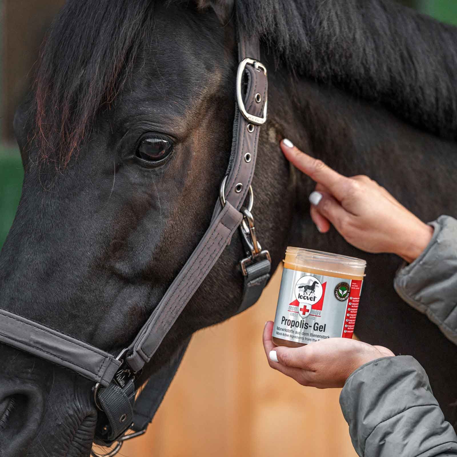 leovet Gel al Propoli per cavalli, 350 ml cura dall'alveare, in uso, in mano
