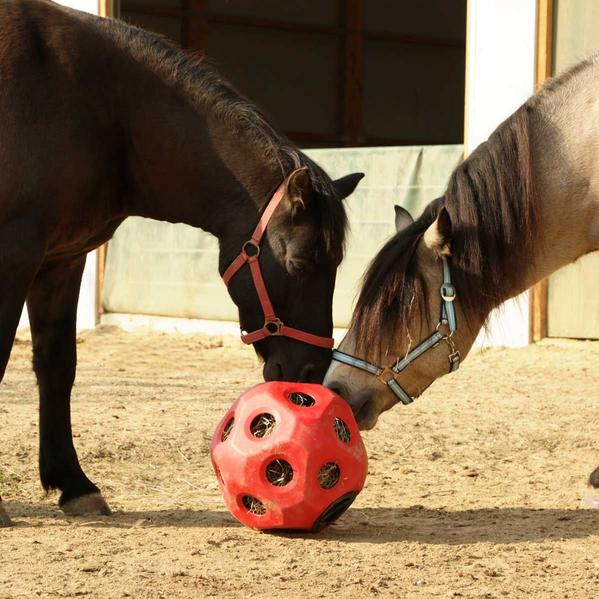 Kerbl HeuBoy Feed Ball Toy for Horses & Calves, 19 Feeding Holes, UV-Resistant, in use