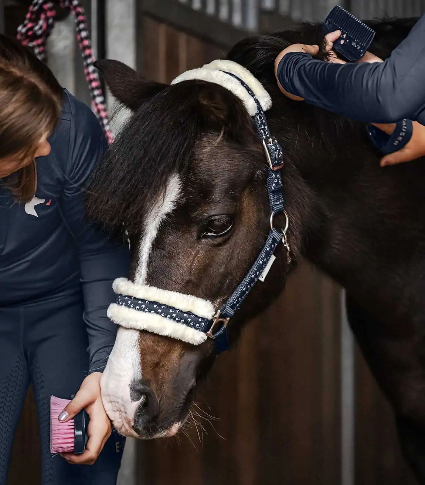 Set pour licol Lucky, bleu nuit avec longe tricolore, Cob