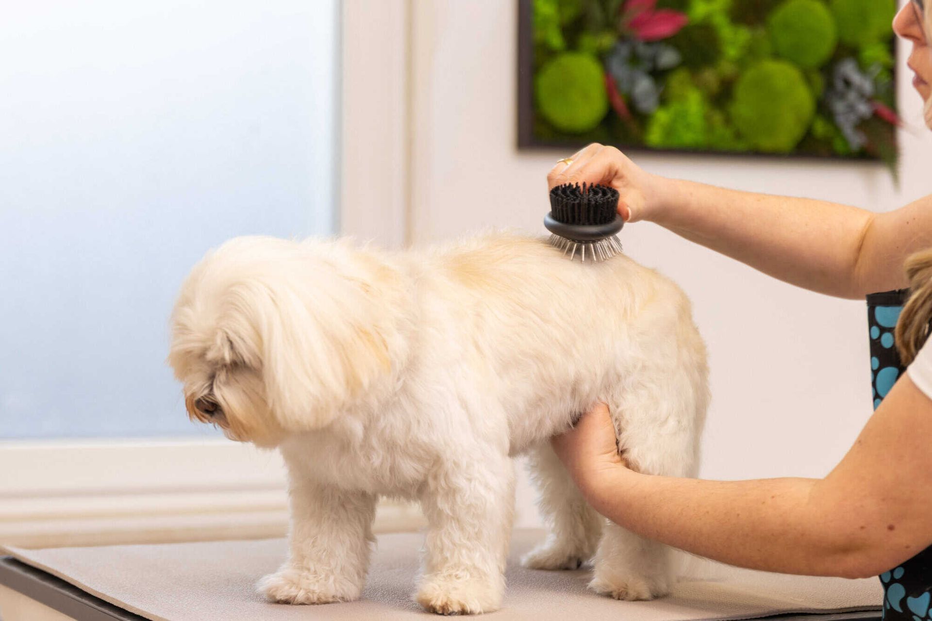 Wahl spazzola per cani a doppia faccia, design 2 in 1, arancione, in uso