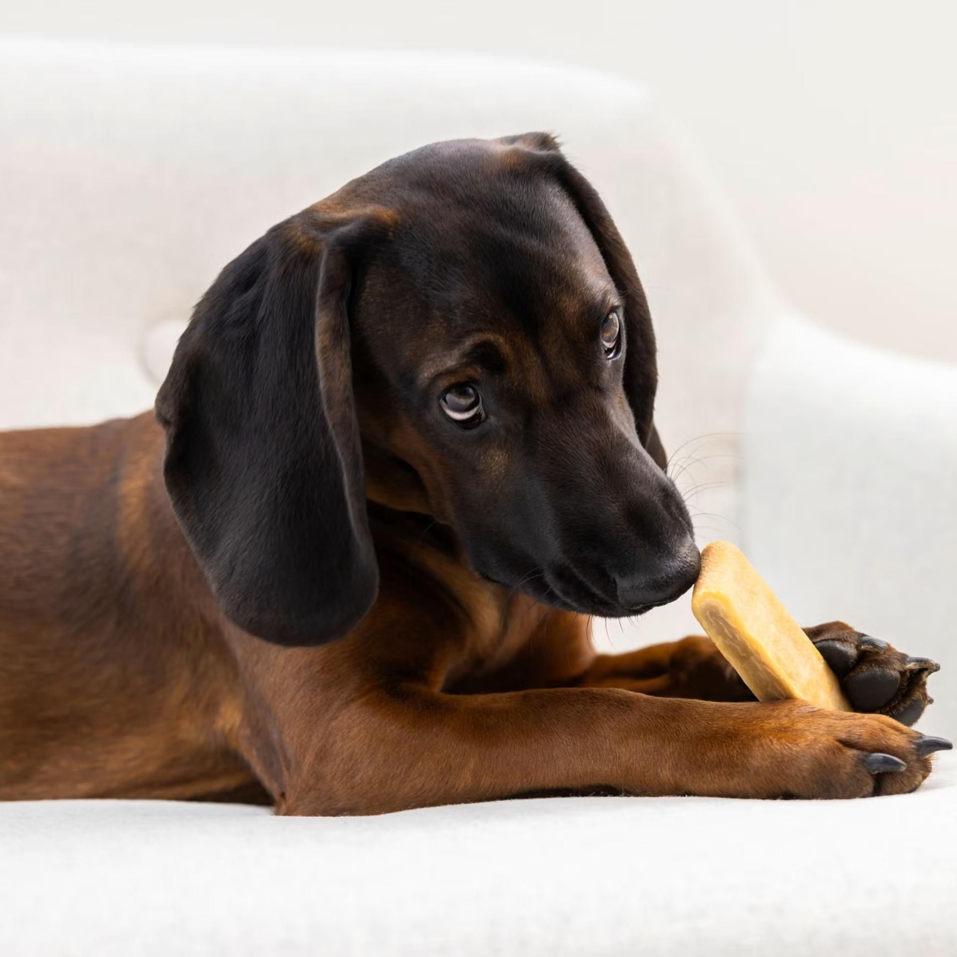Hund, Welpe, Knochen, Kauknochen, braun