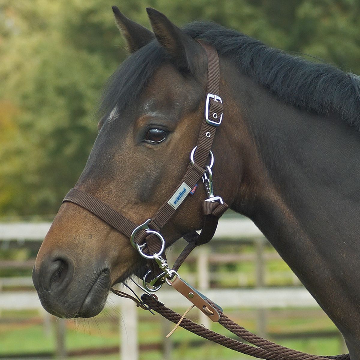 BUSSE Headcollar RIDING, Webbing Headcollar for Riding & Groundwork, in use