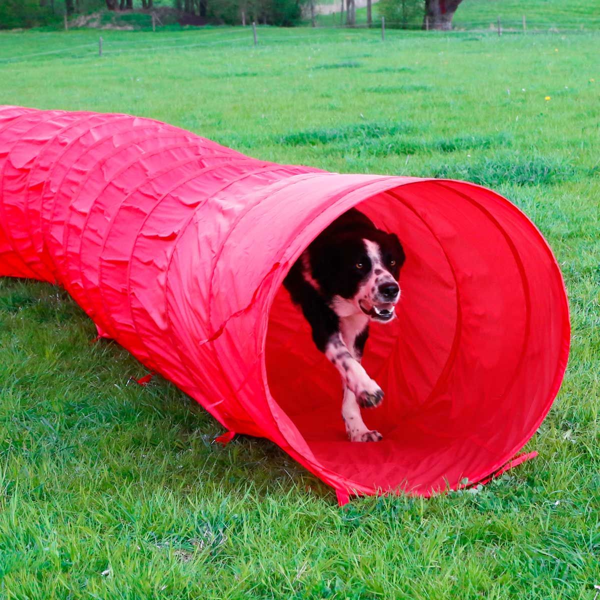 Kerbl Tunnel Agility per cani 5m, rosso, Ø 60 cm, nylon con borsa, in uso