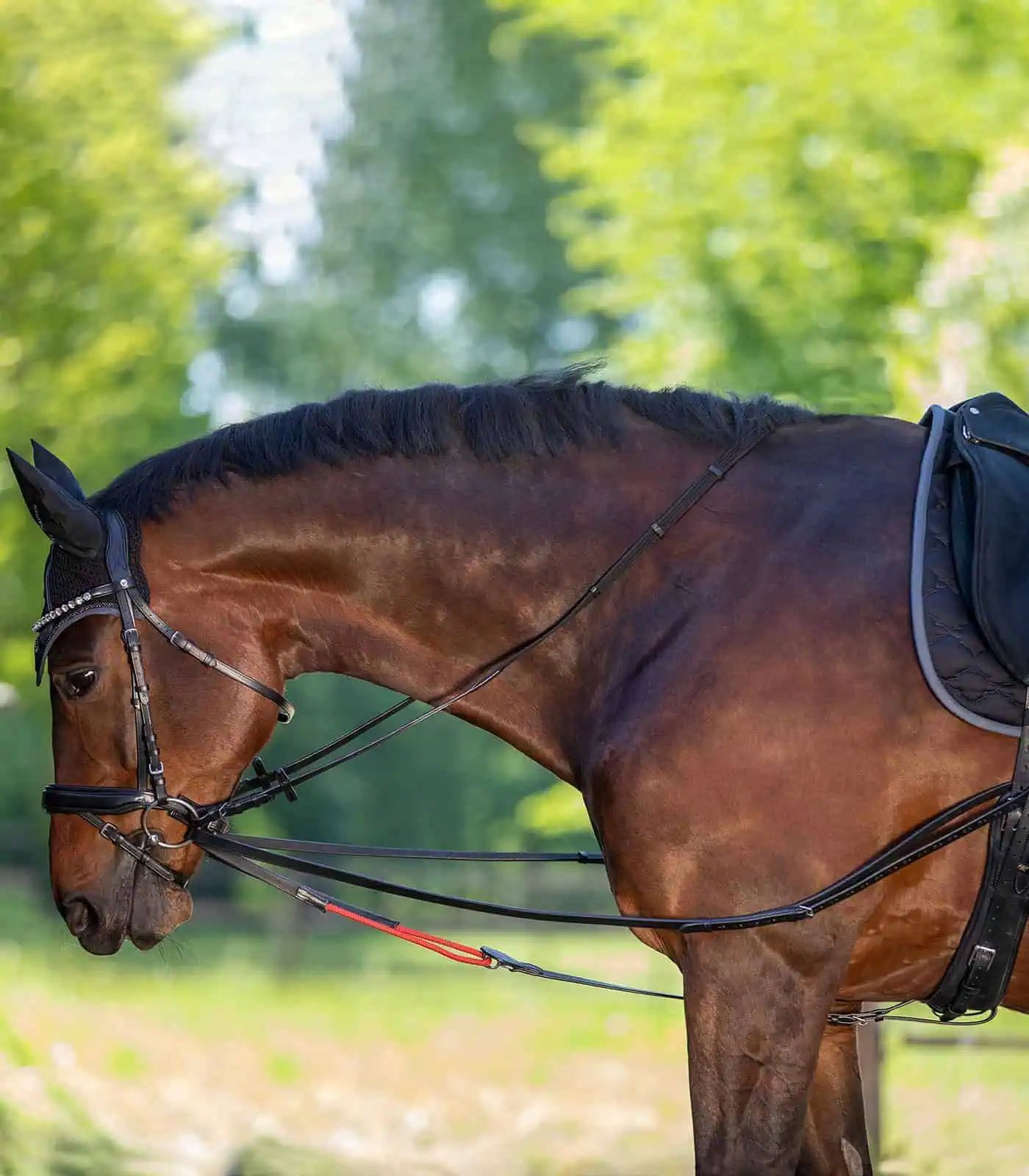 Waldhausen Rênes d'entraînement W-trainRein - Cuir réglable, FULL