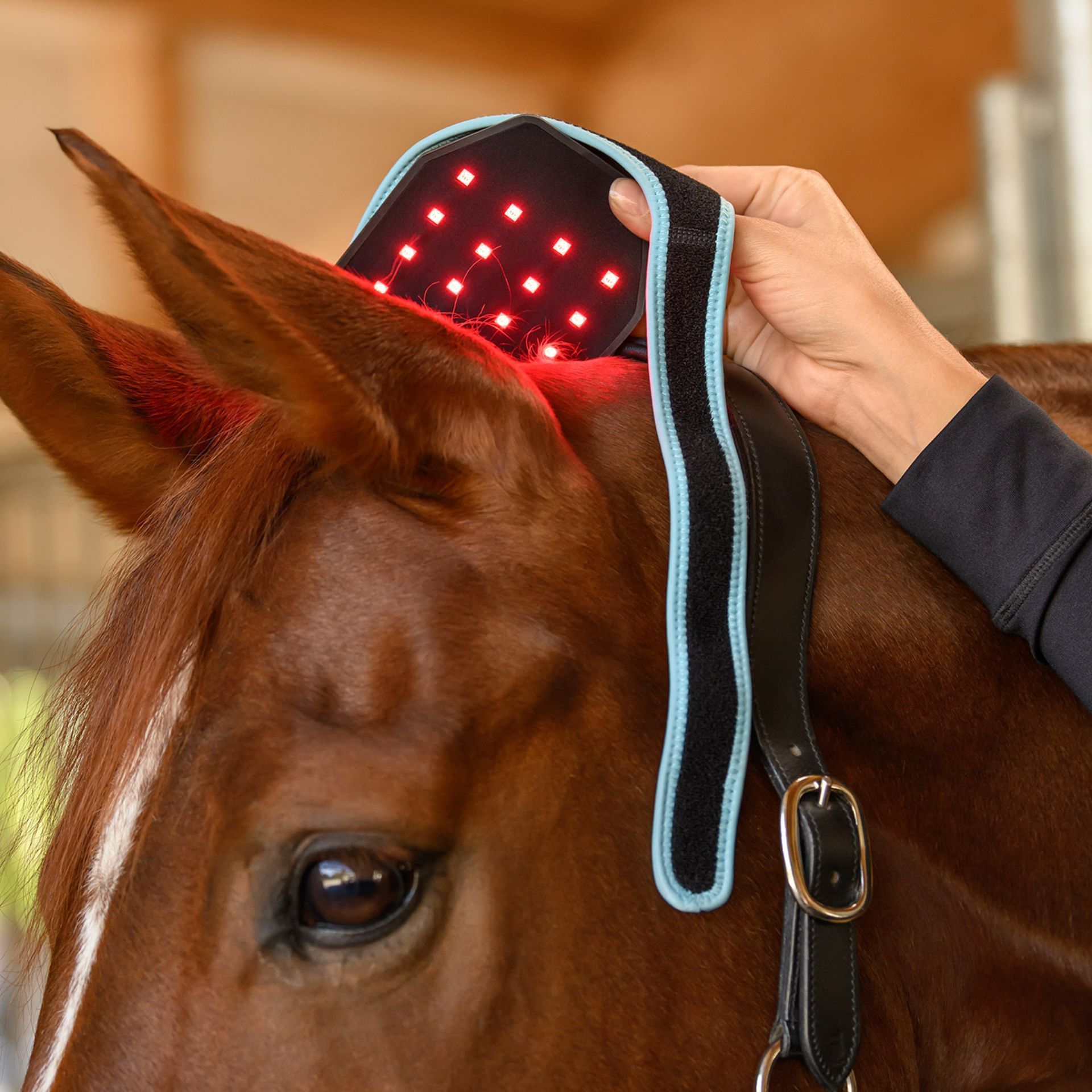 horse, horse clitoral?, don’t, electrical?