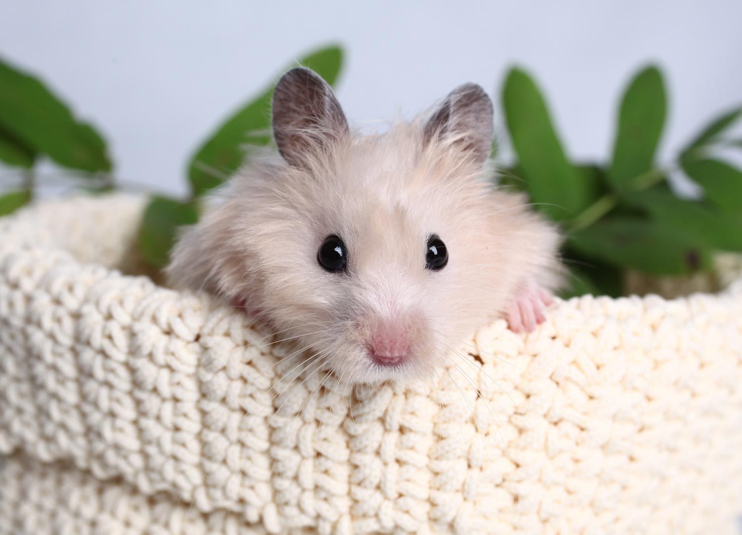 Nagetiere