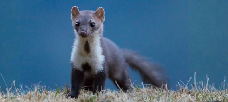 Nyestcsalogató szer