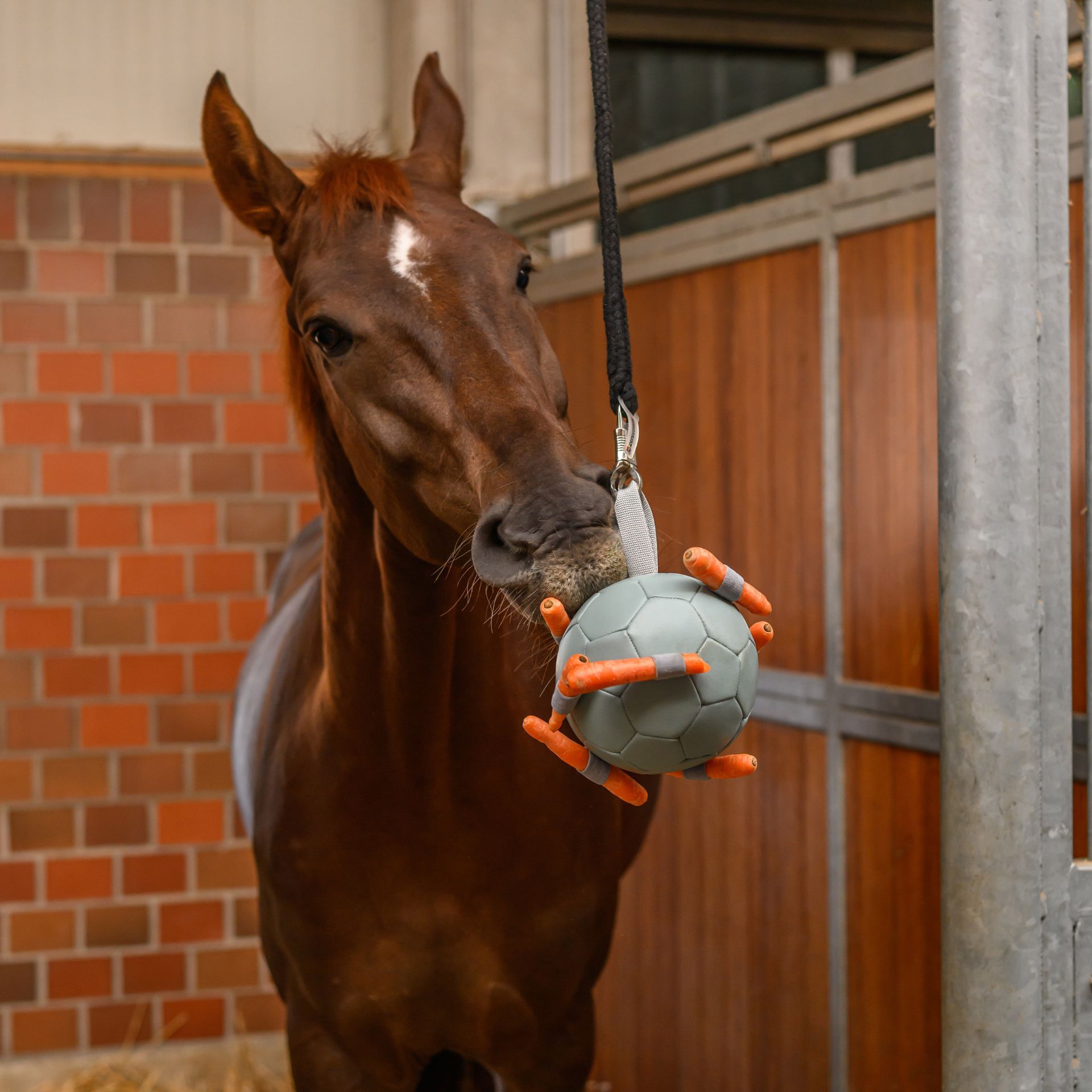 horse, ball, training, stables, orange accents