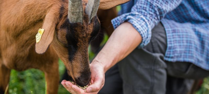 Aliments pour chèvres