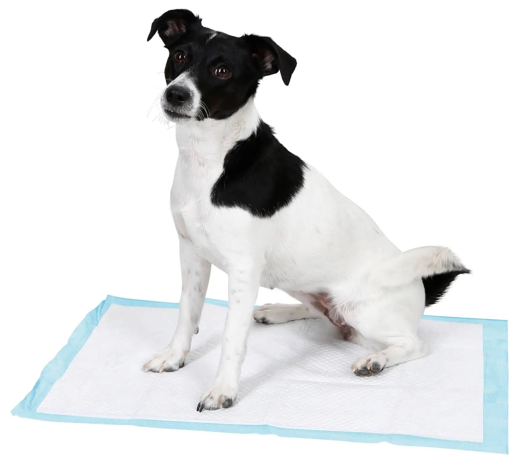 Kerbl Training Pad for Puppies, Absorbent Cellulose Pad, in use