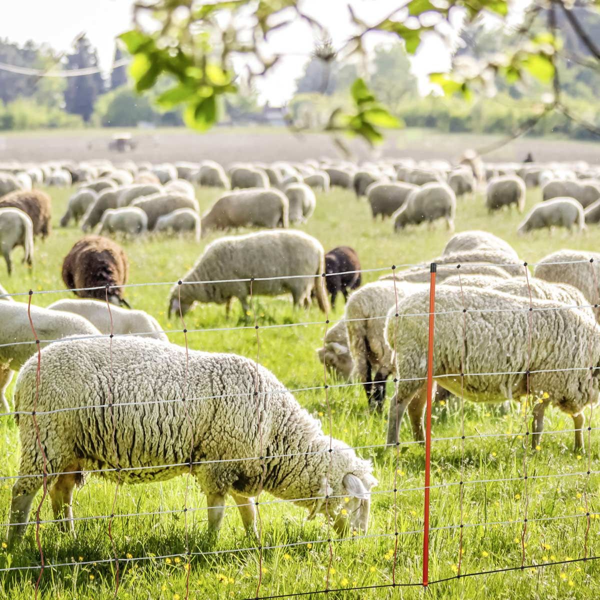 Filet pour moutons électrifié Kerbl, double pointe, orange-blanc, 50 m