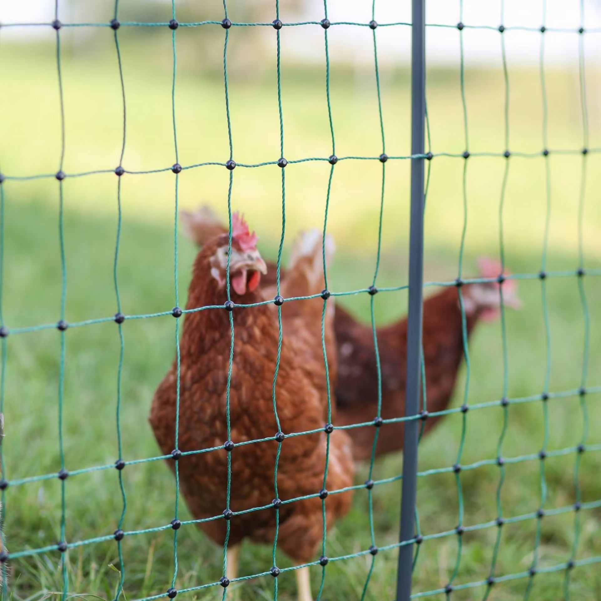 chicken, hen, farm, coop, fencing