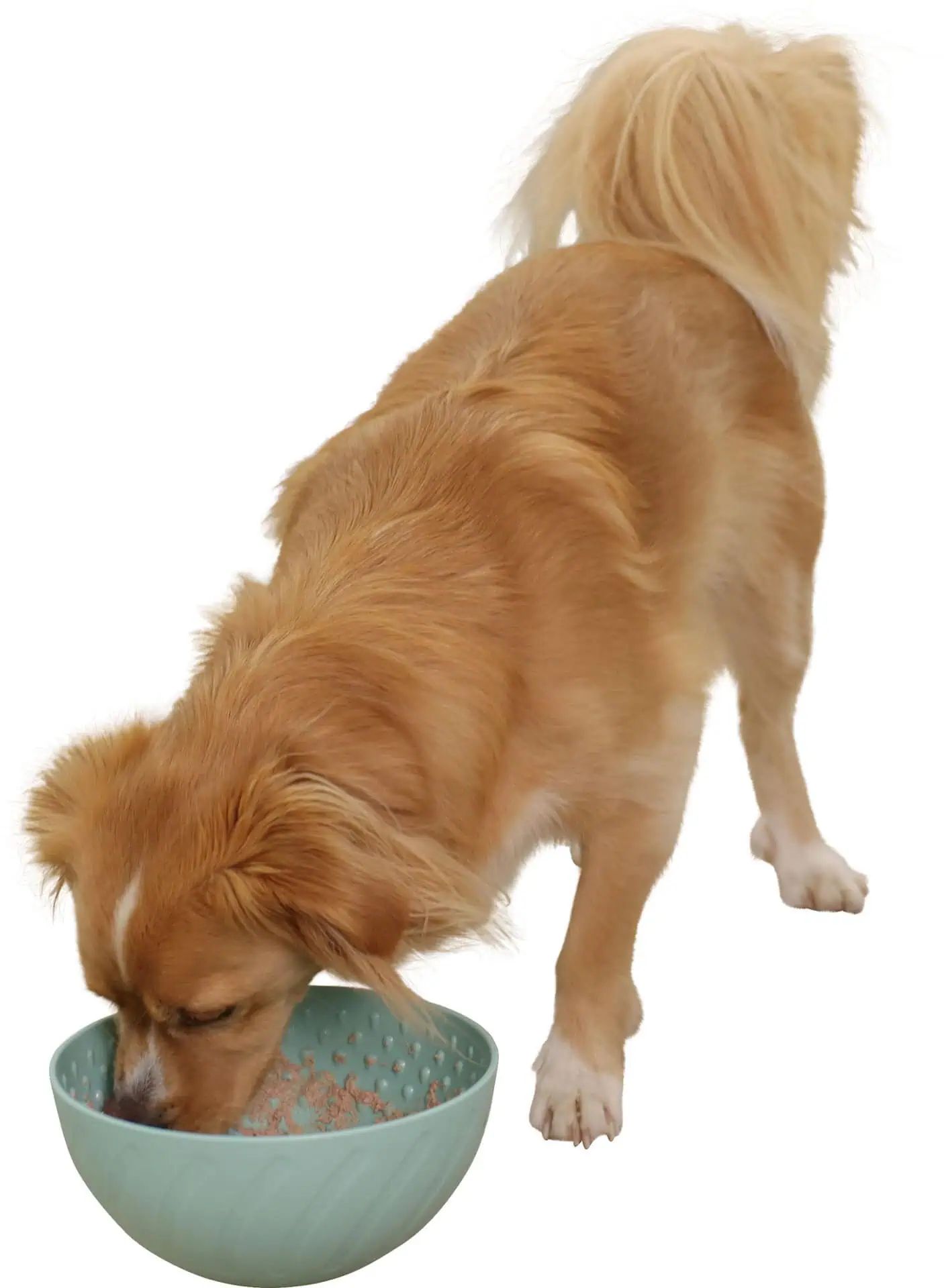 Kerbl Pet Schlecknapf für Hunde und Katzen, türkis Ø 20,5 cm, im Einsatz