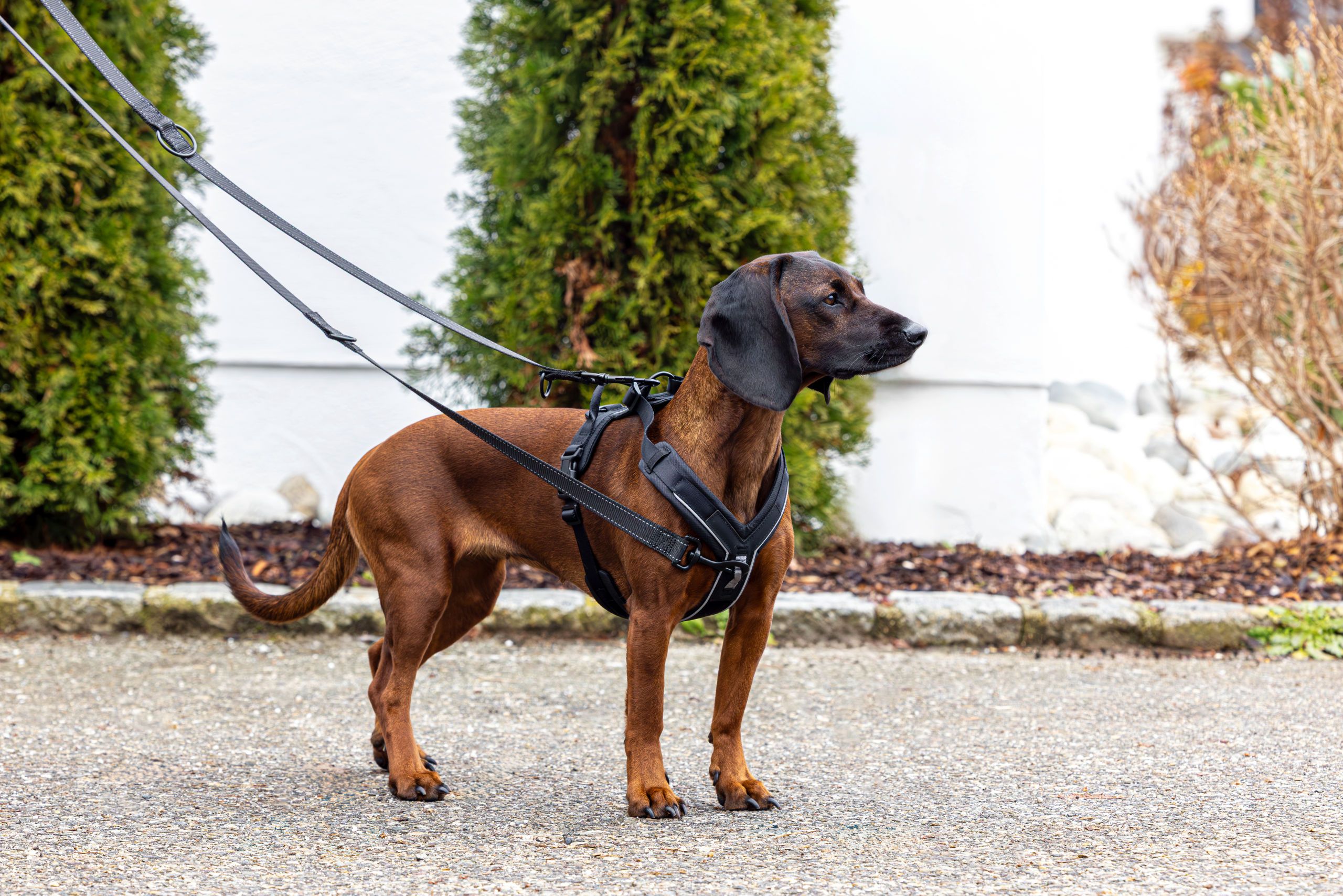 Kerbl Pet Dallas Hundegeschirr Y-Form gepolstert, 2 Anleinpunkte