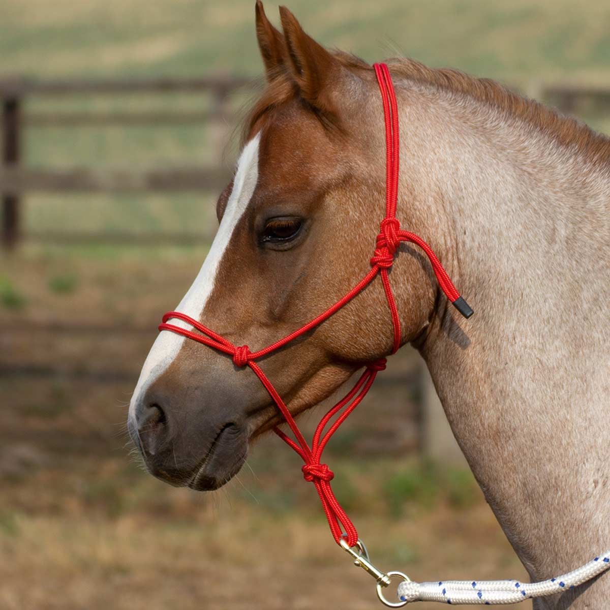 BUSSE Rope Halter SMOOTH 2 red Pony