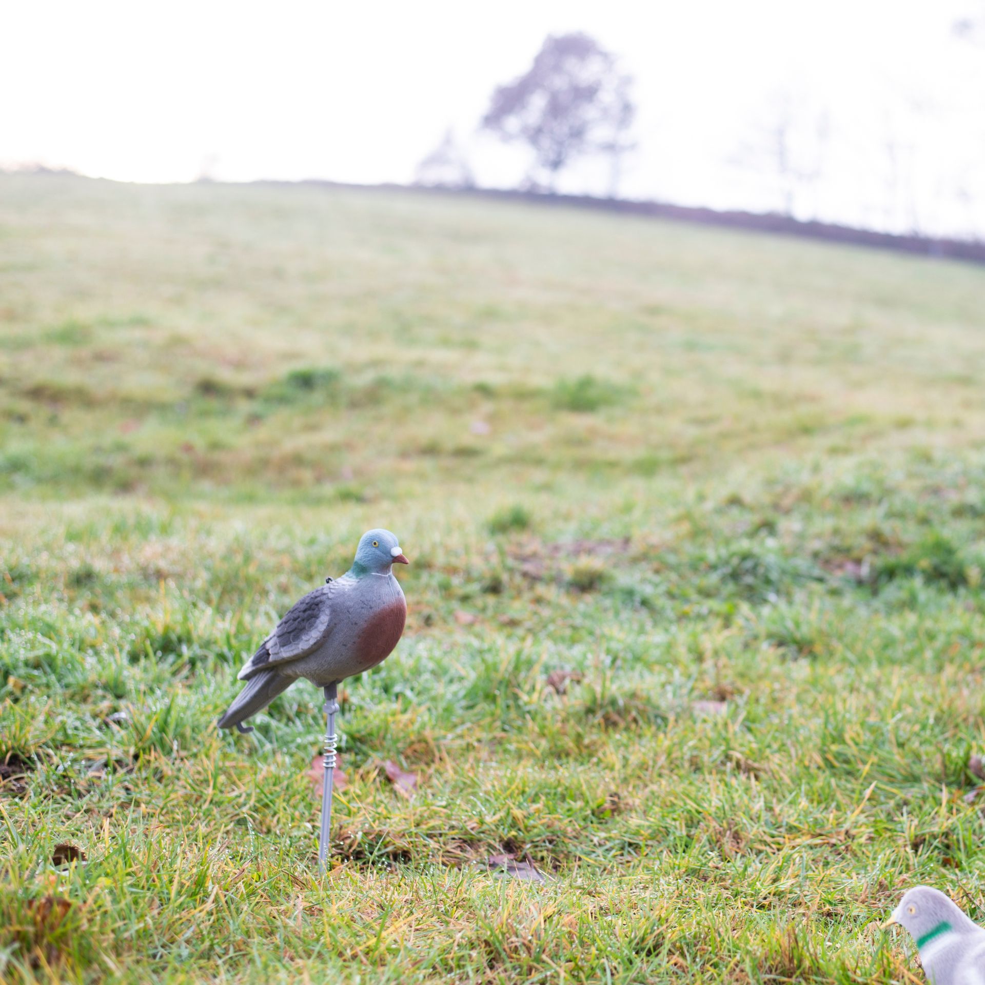 Fullskal lockduva, i användning, på hagen