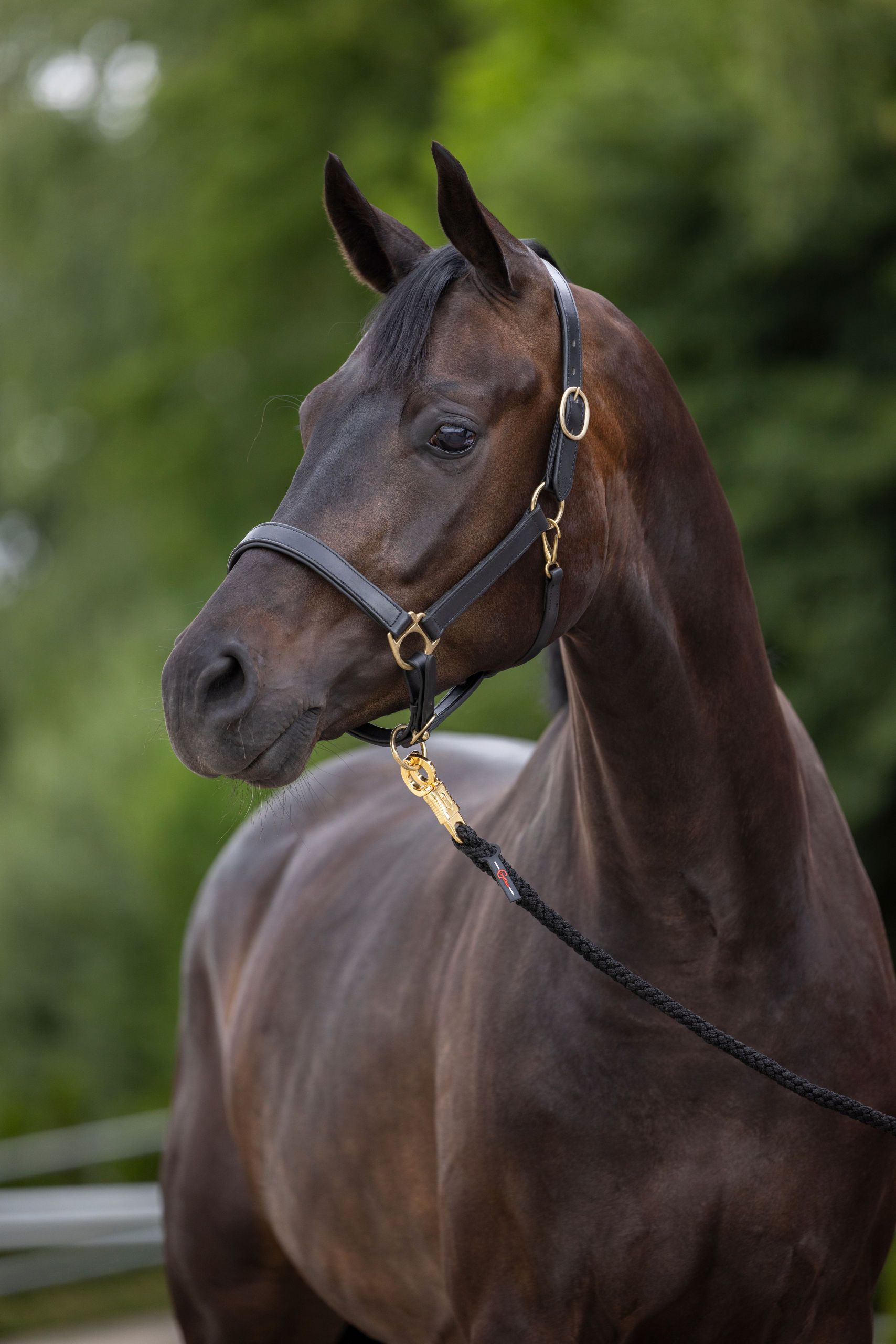 horse, headshot, halter, bridle, dark-brown