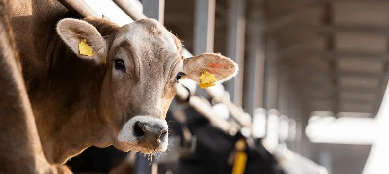 Accessoires pour bovins