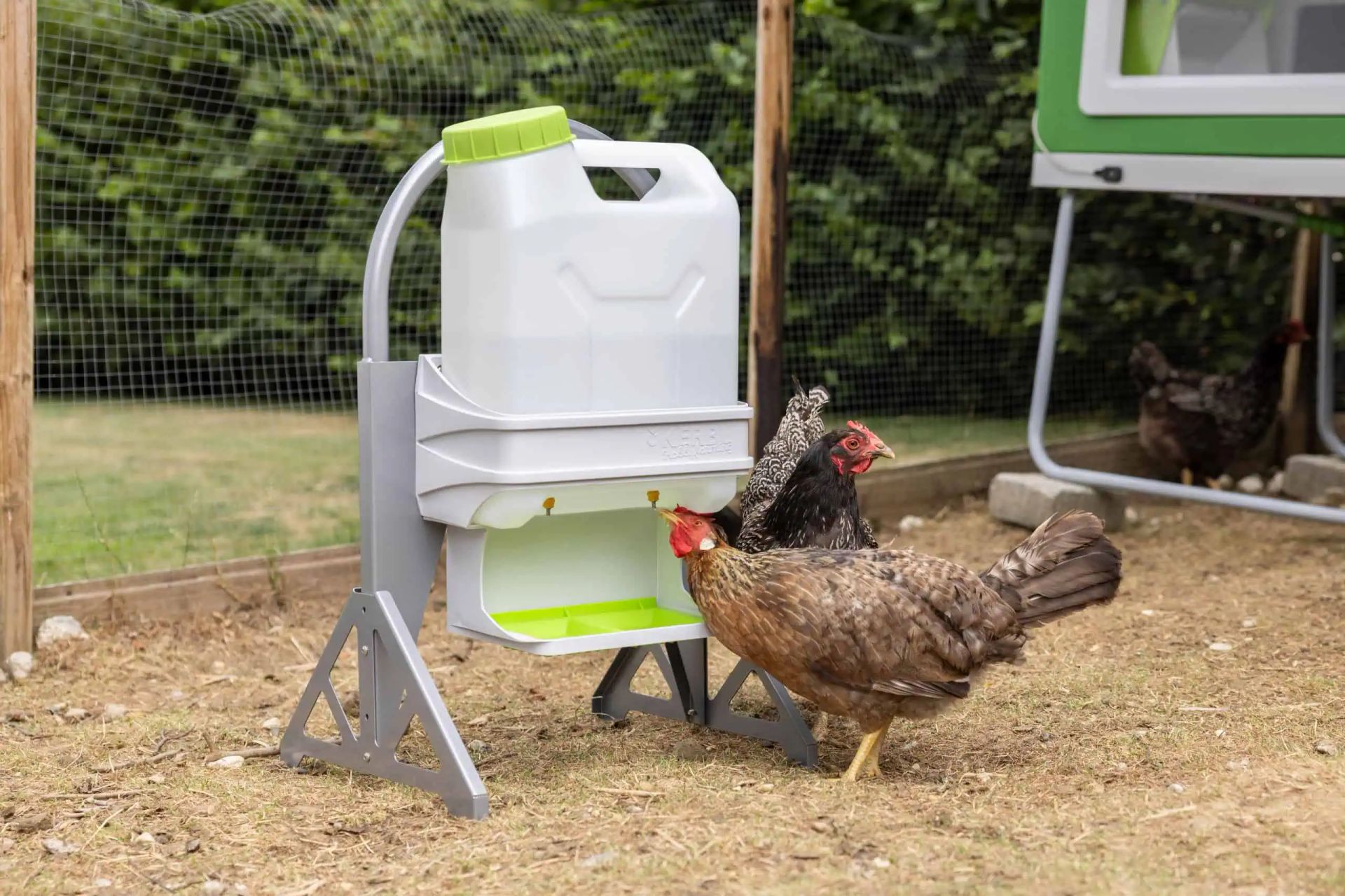 SmartCoop Feed & Water Station Set, in use