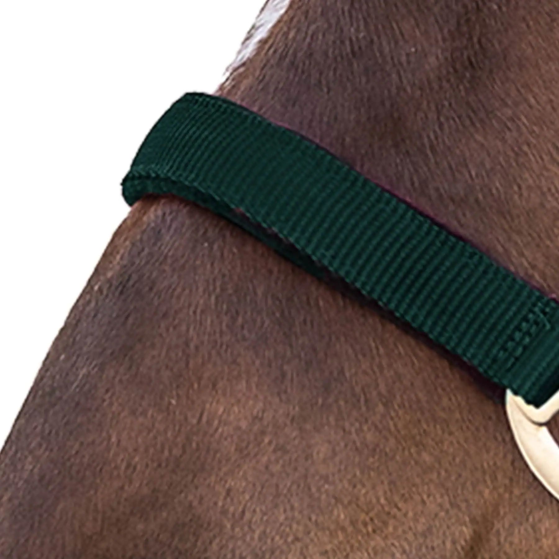 Licol Satin Waldhausen en Perlon, doublé doux et réglable, vert sapin, Shetty