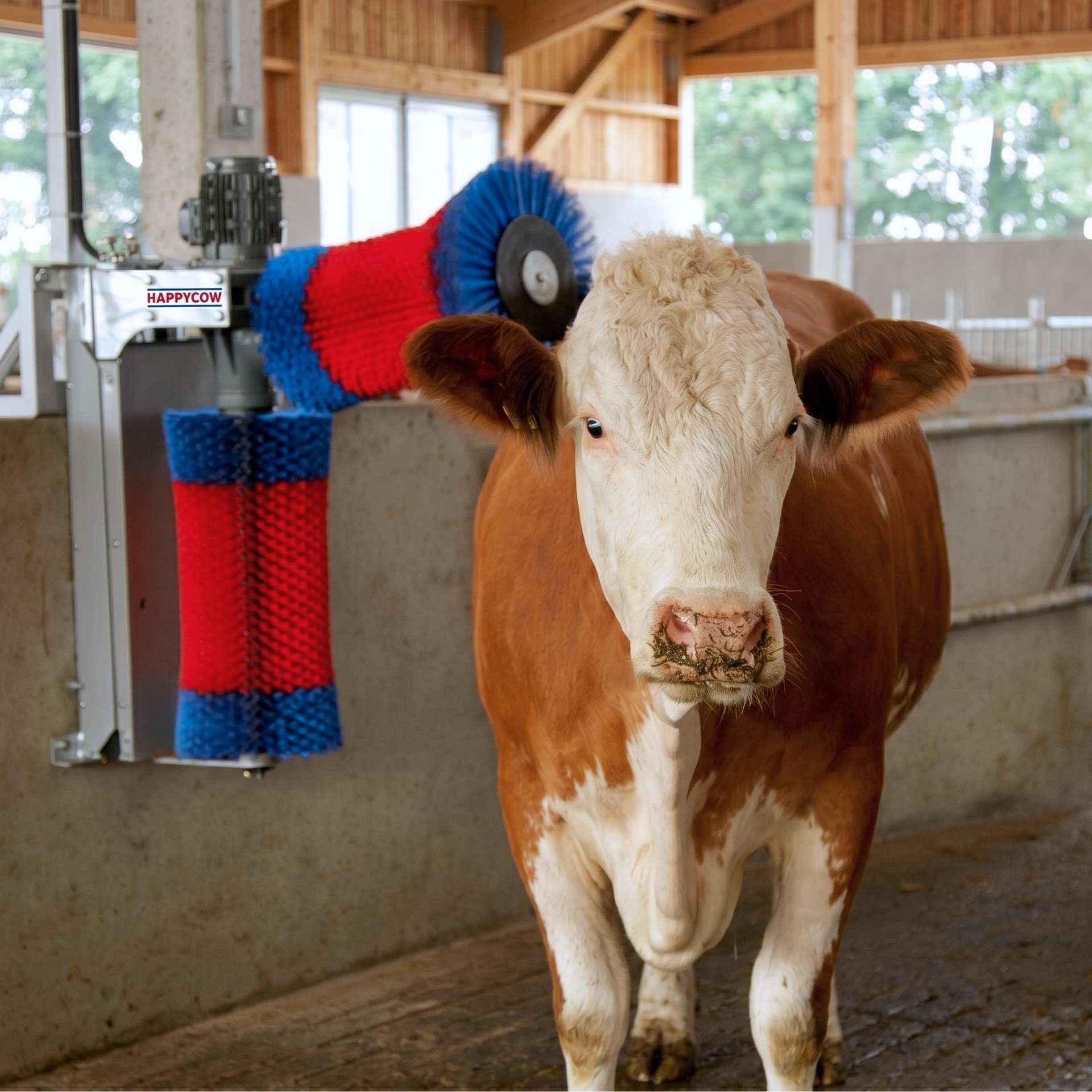 Kerbl Brosse à vaches HAPPYCOW Duo, brosse électrique pour bovins, en utilisation, à l'écurie