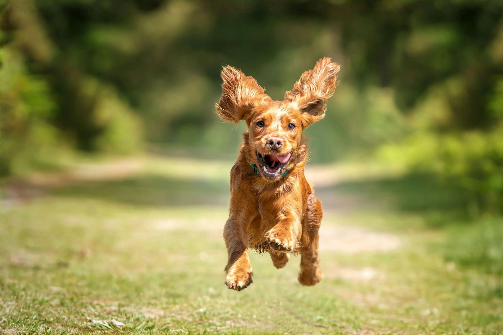 Hund, Golden Retriever, Laufend, Draußen, Haustierzubehör