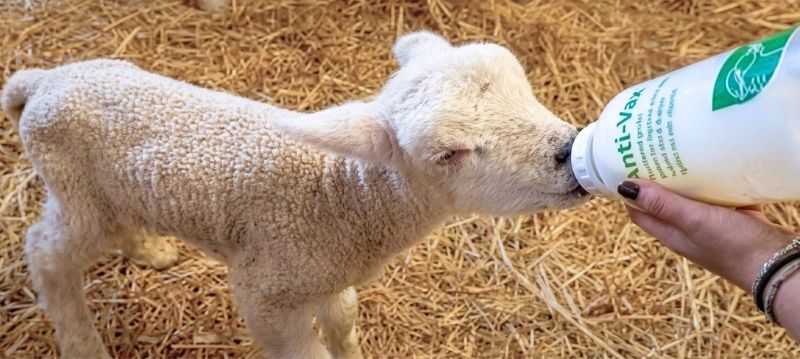 Lamb Bottles & Buckets