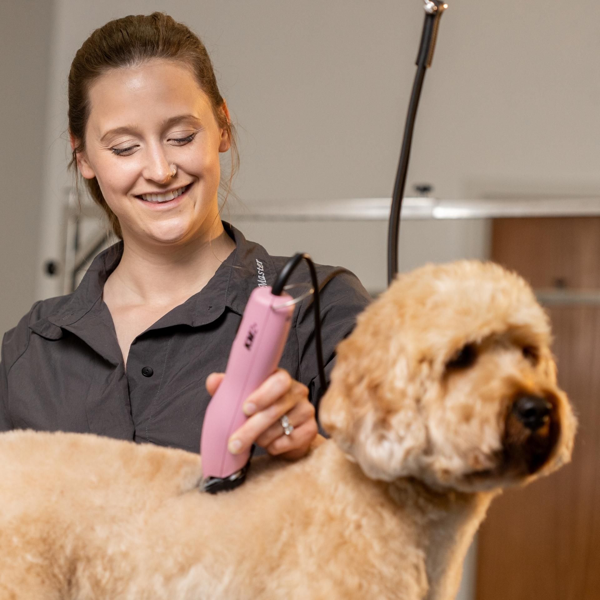 dog grooming, pet grooming, dog clipper, poodle, pink clipper, dog grooming, pet care, dog, grooming tool, pink clippers