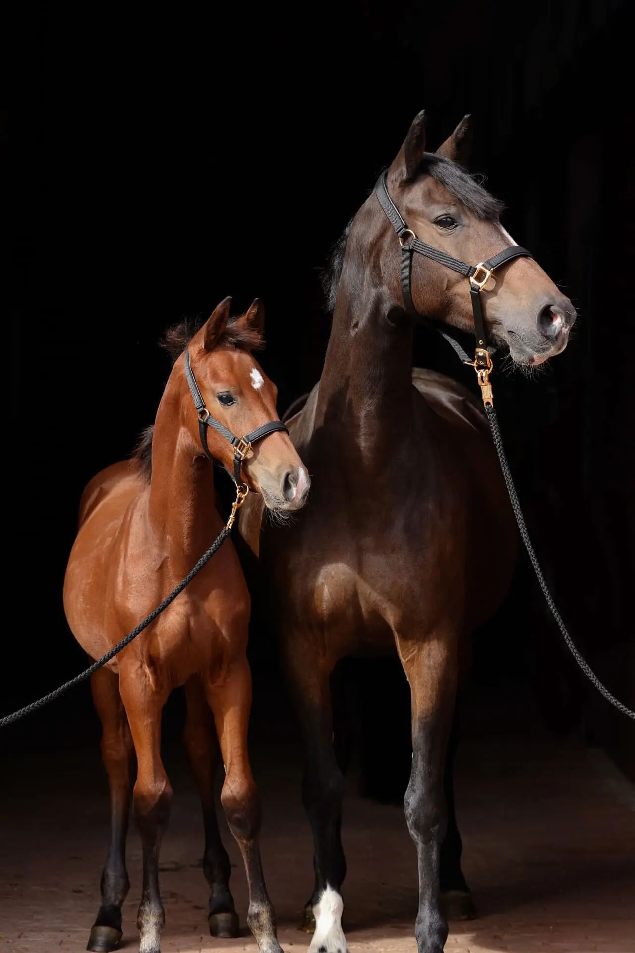 poulain marron près d'un cheval marron, tous deux longés, fond sombre