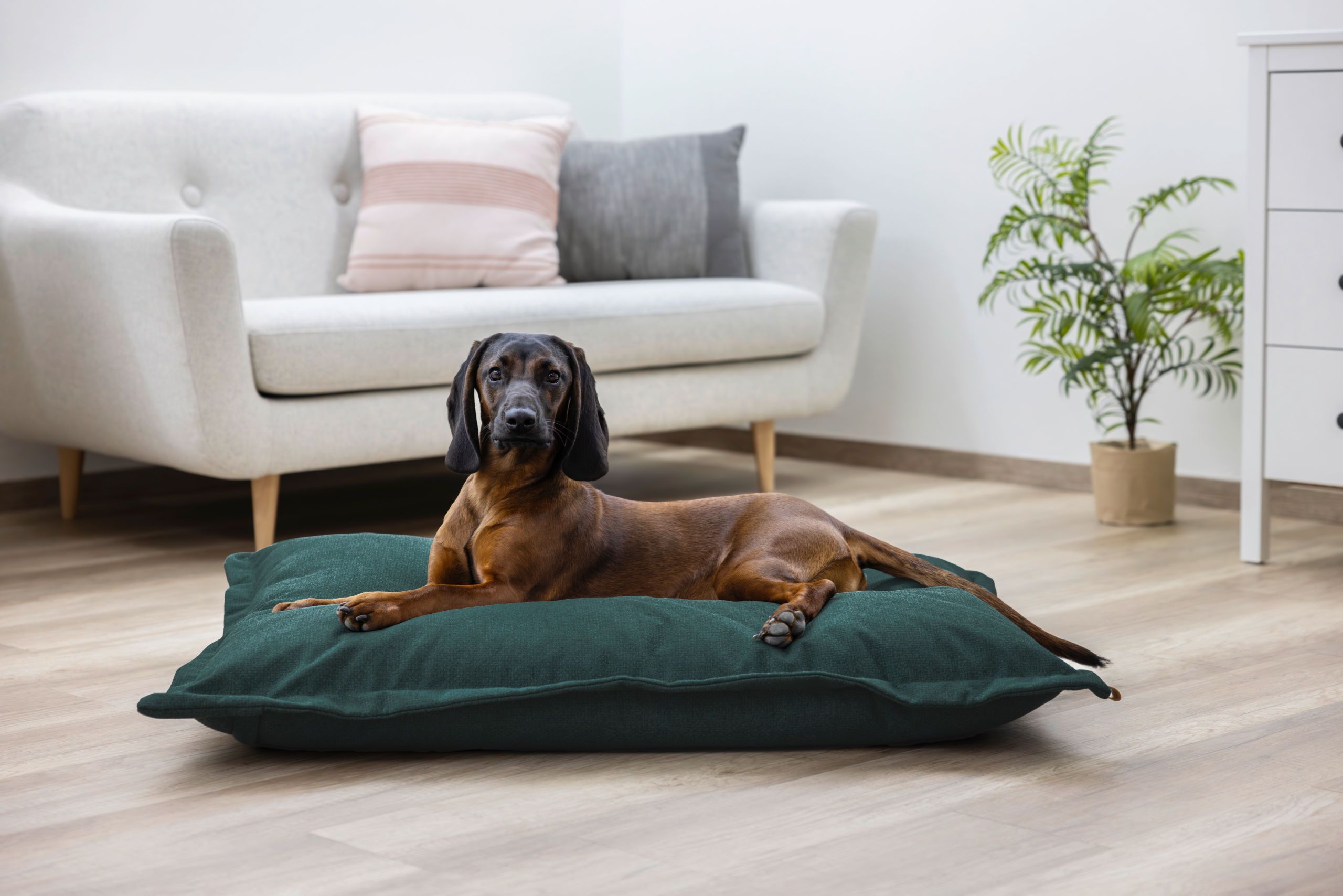 dog, pet bed, brown, short coat, indoor