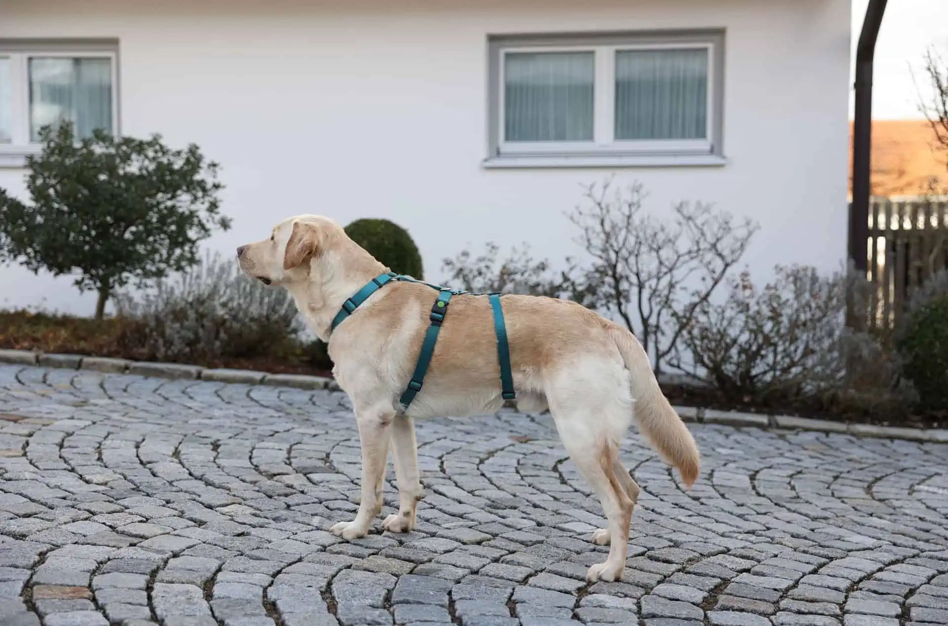 Kerbl Panikgeschirr Miami für Hunde, ausbruchsicher & verstellbar, Seitenansicht