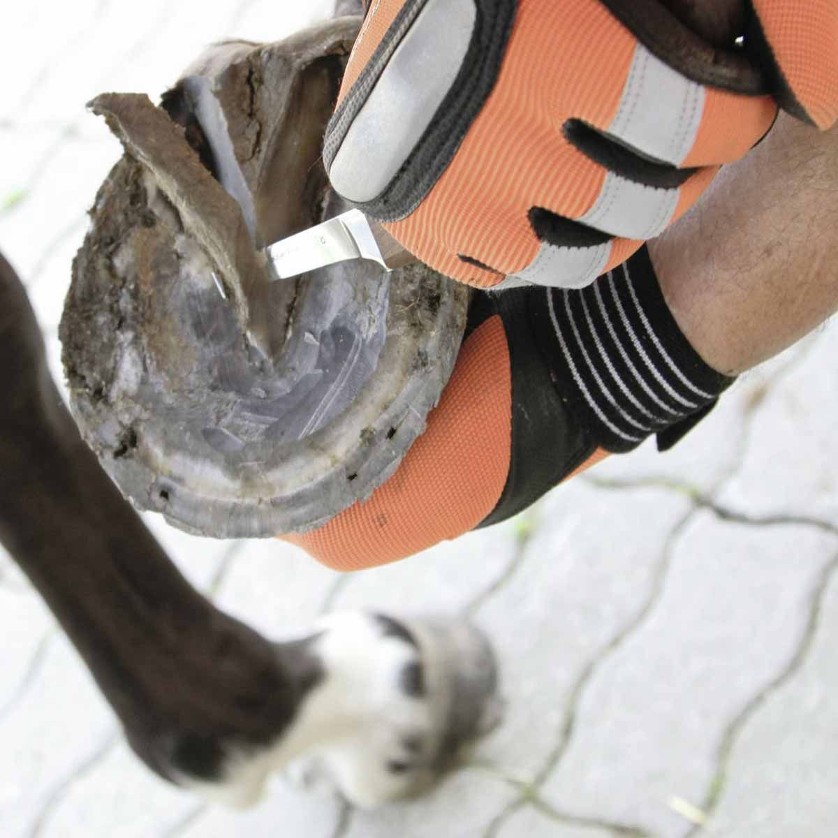 Kerbl Klauenmesser SuperProfi Huf- und Klauenpflege, im Einsatz