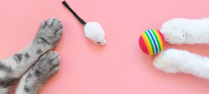 Cat Toys