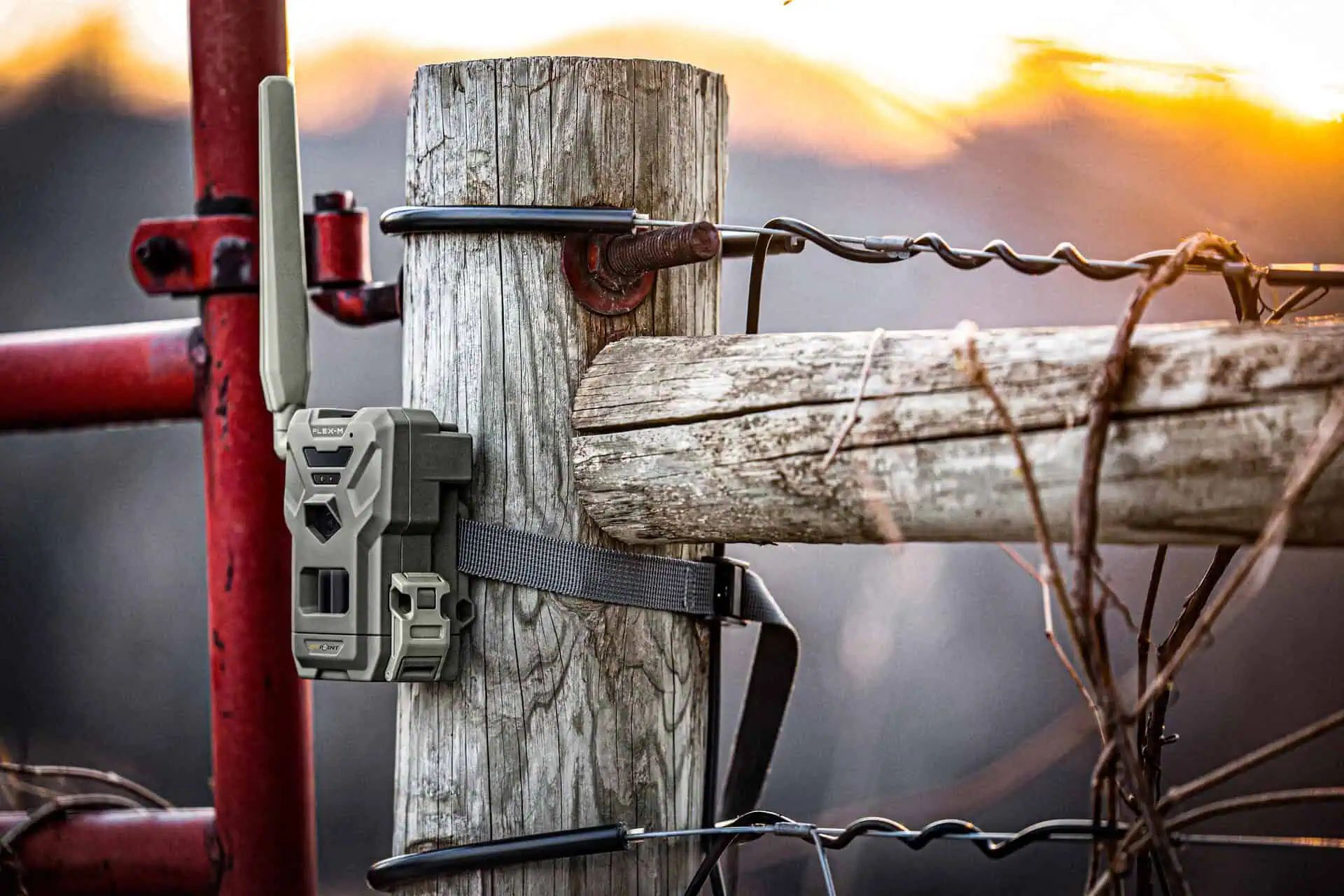 Spypoint Wildkamera FLEX-M Twin Pack, 28 MP mit LTE-Übertragung, im Einsatz, Pfahl