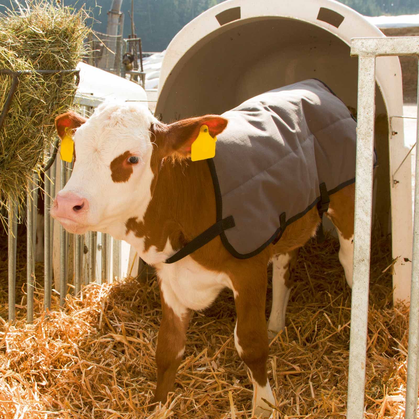 Kerbl Calf Blanket Ripstop, Tear-Resistant Thermal Coat, in use, in the stable
