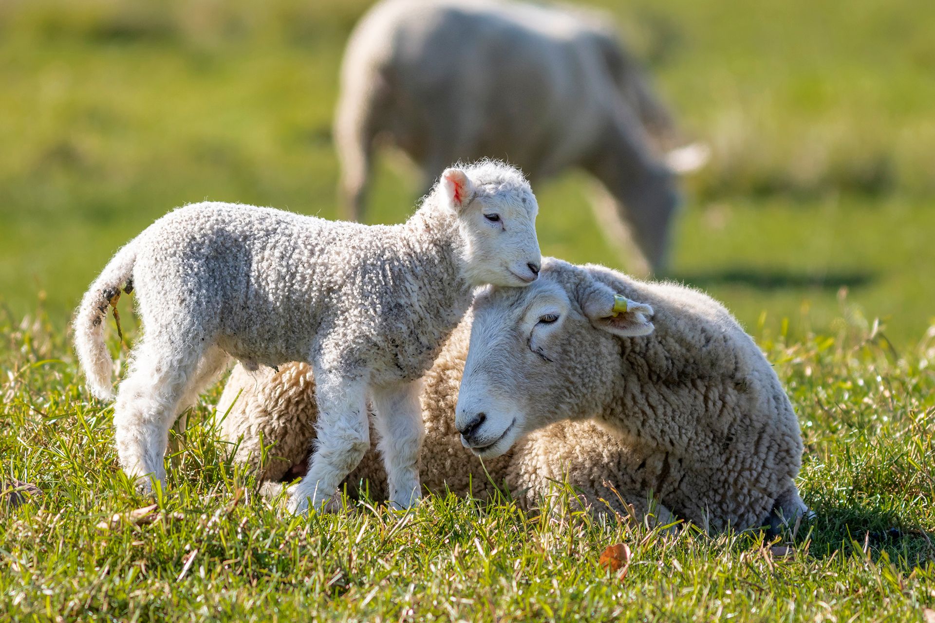 Lamm kuschelt mit liegendem Schaf auf einer Wiese