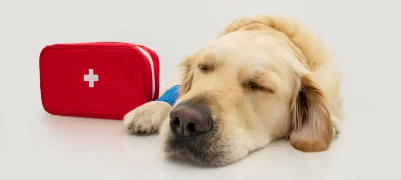 Salute e primo soccorso per cani