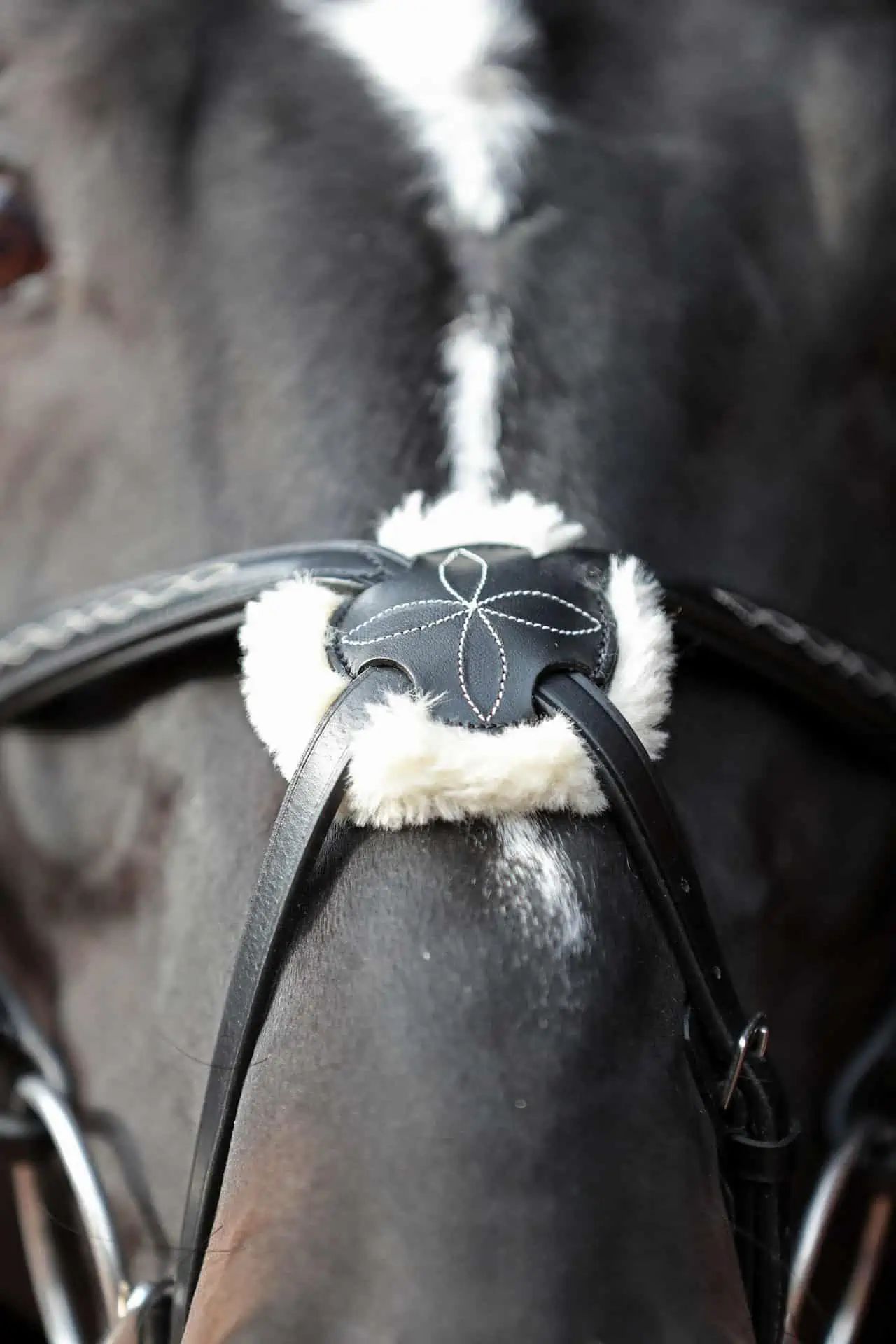 Covalliero Trensenzaum Cancun mexikanisches Reithalfter, schwarz, Pony
